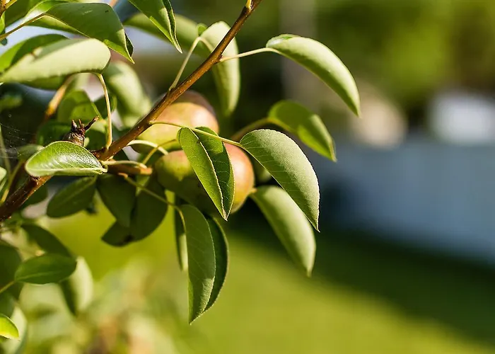 Casa Da Padeira - الكوباسا